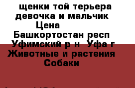 щенки той-терьера.девочка и мальчик › Цена ­ 1 500 - Башкортостан респ., Уфимский р-н, Уфа г. Животные и растения » Собаки   